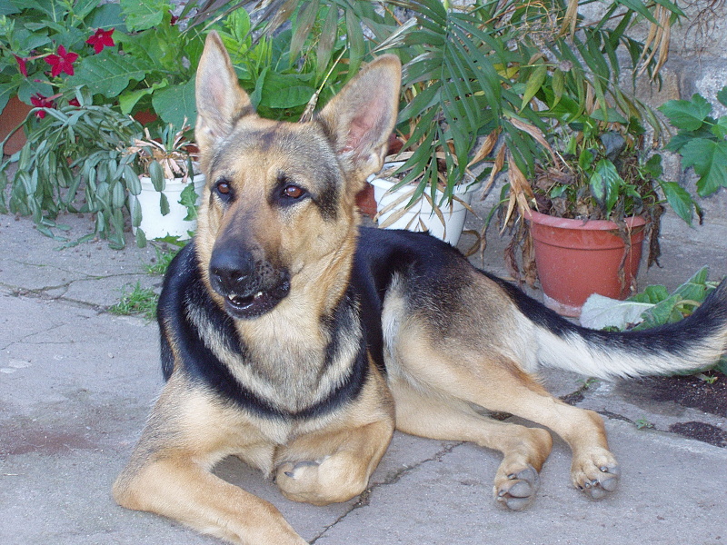 Deborah Želečský hrádek.jpg